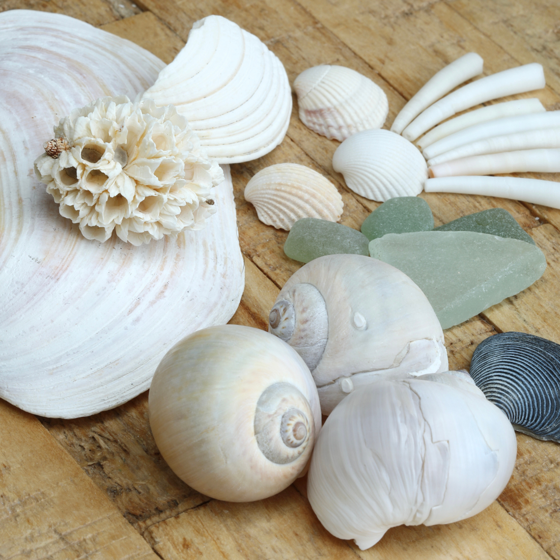 Faire des bijoux en coquillage ; bien choisir sa matière Conseils d'atelier · Par Gaëlle, Atelier SITAEL
