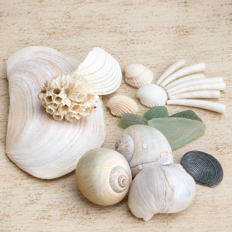 Coquillages divers